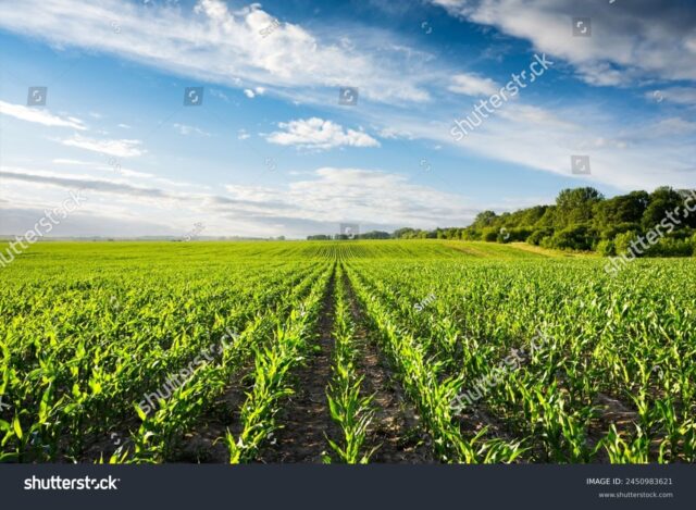 Stock photo young green corn on the agricultural field blue sky on background rows of lush corns seedlings 2450983621